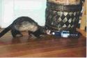 A thirsty ferret?
Picture # 1328
