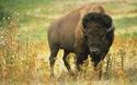 Bison
Picture # 1192

