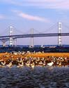 Aquatic Birds at Chesapeake Bay
Picture # 1191
