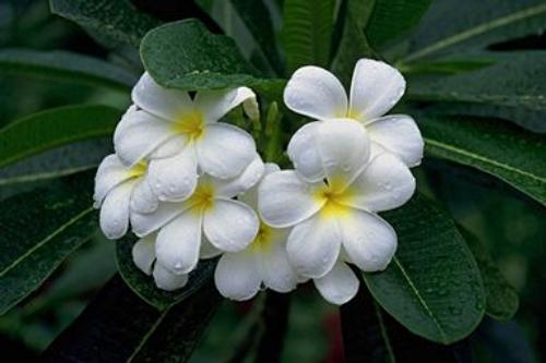 Daily photo - White Plumeria