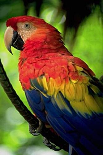 Daily photo - Macaw