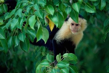 Daily photo - White Faced / Capuchin Monkey