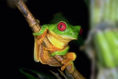 Daily photo - Red-eyed Tree Frog