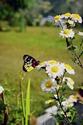 Butterfly on Marguerites
Picture # 1815
