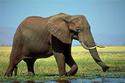 African Elephant
Picture # 1984

