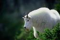 Mountain Goat
Picture # 1964

