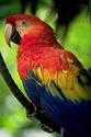Macaw
Picture # 2130
