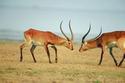 African Antelope
Picture # 878
