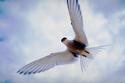Dove in Flight
Picture # 1179
