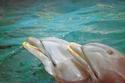 Dolphins
Picture # 945
