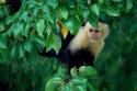 White Faced / Capuchin Monkey
Picture # 2123
