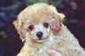 Poodle Puppy
Picture # 645
