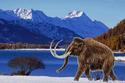 Wooly Mammoth
Picture # 535
