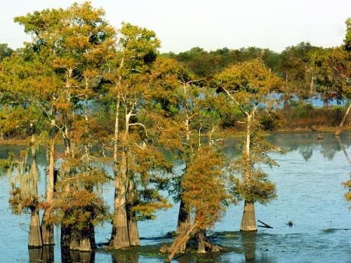 Daily photo - Cypress Trees in Swampy Wetlands