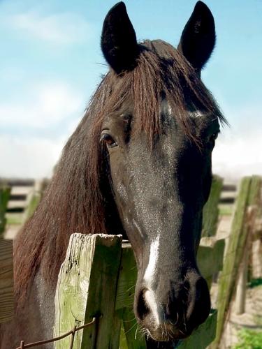 Daily photo - Portrait of a Horse