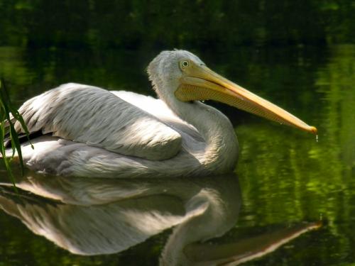 Daily photo - White Pelican