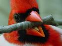 Northern Cardinal with Twig
Picture # 2959
