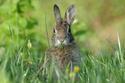 Eastern Cottontail Rabbit
Picture # 2960
