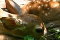 White-tailed deer fawn
Picture # 2961
