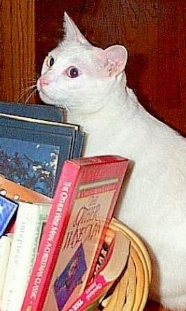 Daily photo - Goblin