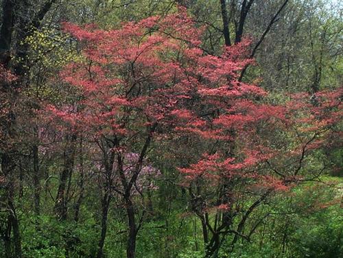 Daily photo - Promise of Spring