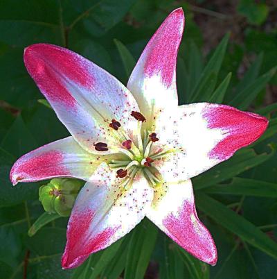 Daily photo - Asiatic Lily