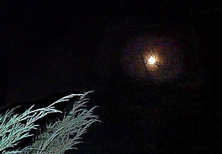 Daily photo - Reaching for the Moon