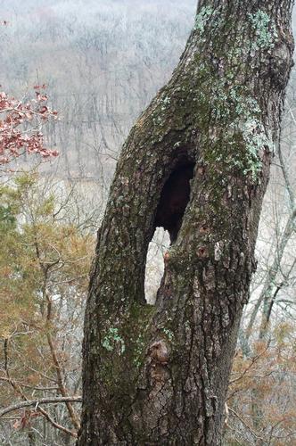 Daily photo - Hollow Tree