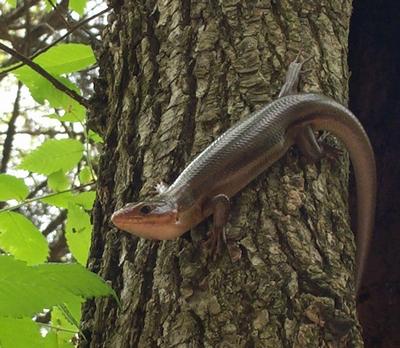 Daily photo - Skink