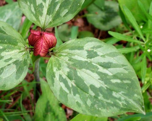 Daily photo - Red Trillium Bud - Wake Robin