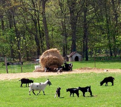 Daily photo - Goats