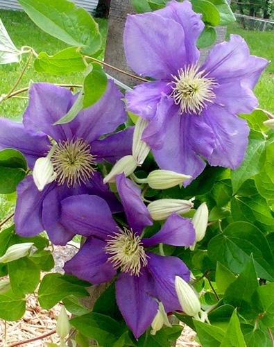 Daily photo - Purple Clematis