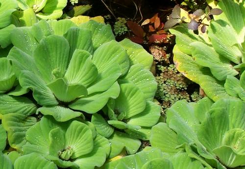 Daily photo - Water Lettuce