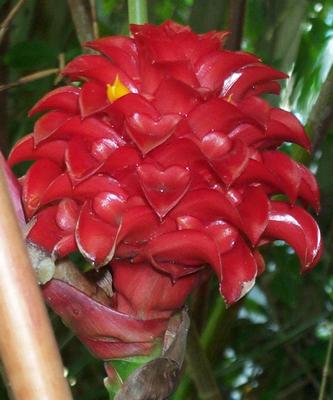 Daily photo - Indonesian Wax Ginger