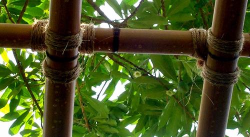 Daily photo - Lashed Bamboo Trellis