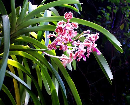 Daily photo - Spotted Orchids