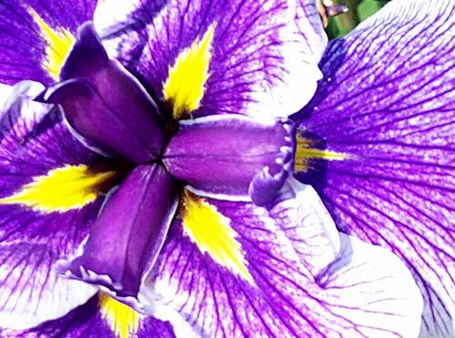 Daily photo - Japanese Iris
