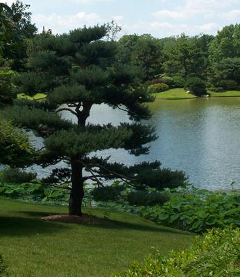 Daily photo - Pine Tree in the Japanese Garden