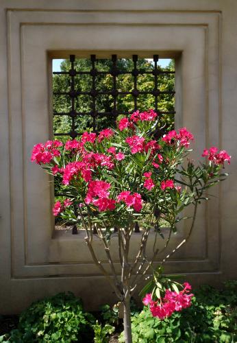 Daily photo - Oleander