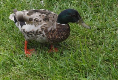 Daily photo - Duck