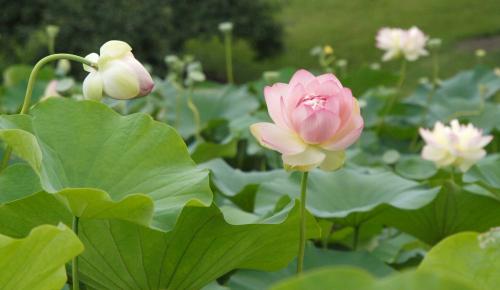 Daily photo - Lotus Blossoms