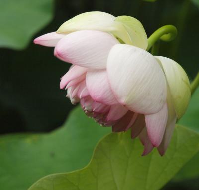 Daily photo - Lotus Blossom