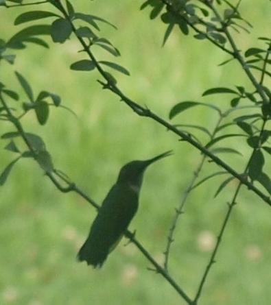 Daily photo - Bird in the Bush