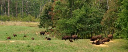 Daily photo - Bison - American Buffalo