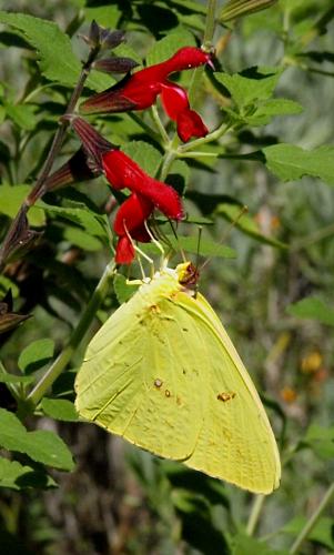 Daily photo - Clouded Sulphur Butterfly