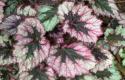 Rex Begonia Leaves
Picture # 273
