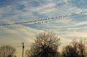 Birds on a Line
Picture # 108
