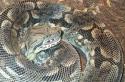 Boa Constrictor Snake
Picture # 218
