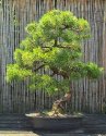 Bonsai Mugo Pine
Picture # 323
