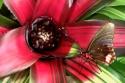 Butterfly on Bromeliad
Picture # 62
